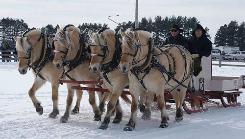 Norwegian Fjord Horses